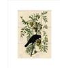 Wee Blue Coo - Stampa artistica da parete con motivo Uccelli, America Audubon, corvo americano