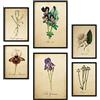 Nacnic Set di 6 poster di fiori d'epoca. Raccolta di piatti con collage estetico per la decorazione d'interni. Taglie A3 e A4. Frameless.