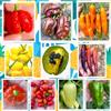 Semi Strani SEMISTRANI.IT - 100 SEMI PEPERONCINO In 10 Varietà Piccanti e Gustose, Collezione LATINA 1 + Guida Coltivazione: SCORPION, HABANERO, ROCOTO, AJI, JALAPENO, PADRON, MULATA, CHILTEPIN, BRAZILIAN