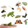 JOKFEICE 13 giocattoli per insetti ciclo di vita della farfalla, modello di azione di ape e rana, giocattoli educativi precoci progetto scientifico regalo di compleanno di Natale per bambini