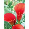 Generico Zantedeschia Red Alert | bulbi estivi | 2 bulbi di calla rossa | MY PLANTIS | calle colorate