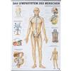 SPORTTEC Anatomische Lehrtafel. Das Lymphsystem des Menschen. 70 x 100 cm