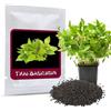 Magic of Nature Semi di Basilico Thailandese 100 Pz (Ocimum Basilicum) - Sementi Aromatiche per Cucina Asiatica - Ideale Balcone e Orto