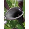 Generico Zantedeschia cantor | bulbi estivi | 2 bulbi di calla viola nera | MY PLANTIS | calle colorate