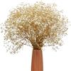 TooGet Fiori secchi naturali Babys Breath Bouquet Rami di Gypsophila per la decorazione della casa, matrimonio, decorazione della tavola, corona floreale fai da te, fiori secchi sfusi per vaso