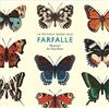 Piccola guida alle farfalle