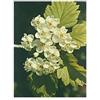HERBOPLANET Srl MSA CRATAEGUS OXYACA 50ML