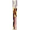 GUENZANI PETTINE 131 CLASSIC FORCH
