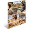 HERMA Cartella A3 Lion Set di 3 cartelle angolari in cartone per bambini, motivo animali africani, fascia elastica, alette interne e stampa interna, per ragazzi e ragazze