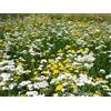 Generico Semi per Prato Fiorito, colori misti, Confezione da 10 g flowering meadow seeds
