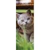 Magnet & Steel Calendario sottile 2026 con gattini