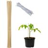 Relaxdays Set da 50 Bastoncini per Piante, Supporti per Rampicanti, Verdure, Ø6mm, Fili da Legatura incl., 60cm, Natura