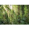 SDOTPMT 5x3ft Fondo di poliestere pacifico della foresta naturale Luce del sole Evergreen Foresta Jungle Primavera Foresta Paesaggio Campeggio Tema Banner Photo Studio Props