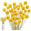 HIULLEN Billy - 40 palline con fiori secchi, 43 cm, fiori secchi, colore giallo, naturale secchi, piante secche, per composizioni floreali fai da te, matrimoni, vaso alto, casa