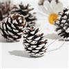 DAHI 30 Pz Pigne di Natale Naturali, Mini 4-5 cm, da Appendere, Pigne per Albero di Natale, Decorazioni Autunnali e Invernali (bianco)