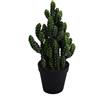 Home Living Cactus Opuntia Subulata con vaso Nero Ø15x(h)33cm
