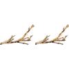 Exo Terra PT-3075 Legno della Foresta Small 30CM Exo Terra Ramo per terrario (Confezione da 2)