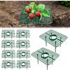 Halorin 10 supporti quadrati per fragole, protezione per fragole, protezione contro la muffa e la muffa, in plastica (verde)