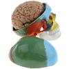 Scheletro Di Cranio Testa Umana Colorato 1: 1 Con Kit Modello Di Tronco