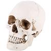 Tyenaza Modello di Teschio, Teschio Decorativo Scheletro Umano Realistico in Resina a Grandezza Naturale, Teschio Soprammobile per Insegnamento Anatomico e Halloween Decorazioni