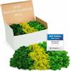 Mia Milano Mix verde muschio islandese conservato I 250 g muschio decorativo per quadri e pareti verdi I naturale per bricolage