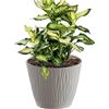 Prosperplast Vaso da fiori 2,3L Sandy P 16,8x16,8x15,7 cm, Mocca