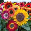 VIRIDIMANIA KIT SEMENTI GIRASOLI | 5 Bustine di SEMI | Abend Sonne | Nano Big Smile | Bronze King | Full Sun | Ornamentale Nano Doppio