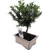 Oriental Group Bonsai Ilex Crenata agrifoglio giapponese