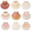 GEFIRE 10pz Conchiglie Decorative 11-15cm Conchiglia Di Capesante Bianche Conchiglie Grandi Decorazioni Marine Conchiglia Naturale Tasca Capesante Decorazioni Cucina Antipasto Piatto Spuntino