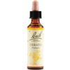 SCHWABE PHARMA ITALIA SRL Cerato Bach Orig 20 Ml