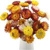 Sunyunze 32 Pezzi Fiori Secchi Decorativi Mazzo di Fiori Margherite Fiori Secchi Naturali Margherita per Vaso la Casa Feste e Progetti Artigianali