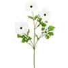 COSMOS REX RAMO X4 H65