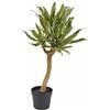 AGAVE CHIC C/VASO X3 H70