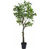 FICUS BENIAM. C/VASO H138