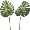 MONSTERA FOGLIA H100 2ASS