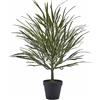 EPIFILLO C/VASO H60
