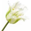 Bouquet Tulipani Pappagallo Parrot Bianco e Verde H51 cm (Mazzo 3 pz) - EDG Enzo De Gasperi