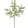 SALVIA CESPUGLIO H 60