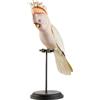 CACATUA DI LEADBEATER DECORATIVO