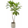 Camelia Carinata Artificiale H160 con Vaso Bianco - EDG Enzo De Gasperi