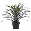 BROMELIA C/VASO H58