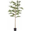 Pianta Artificiale di Lusso Bucida Buceras con Vaso H220 cm - EDG Enzo De Gasperi