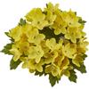 CORONA GYPSOPHILA ALPINA