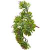 CRASSULA OVATA BELL PICK H12