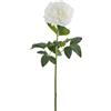 PEONIA REAL RAMO H72