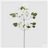 CLEMATIS RAMO X5 C/FOGLIE C/BOCCIOLO H105