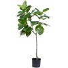 FICUS CHIC PIANTA X3 H120