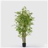 Bamboo con Vaso H 210 cm - EDG