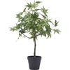 Pianta Artificiale Acero con Vaso H56 cm - EDG Enzo De Gasperi