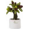 Alberello Allegro Mignon Olivo Gli Alberelli - Decorazione in Ceramica di Capodimonte